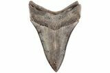 Serrated, Fossil Megalodon Tooth - Lower Tooth #200821-1